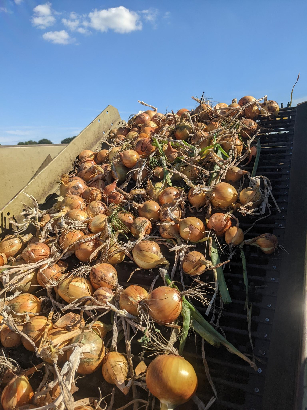 Die Zwiebelberge rauschen den Roder hinauf !