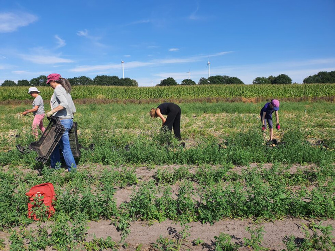 Ute, Jorina, und Jana mit Nika haben fleißig bei der Zwiebelernte am 19.08. geholfen