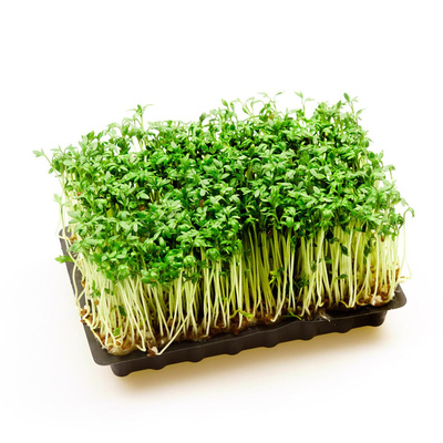 Produktfoto zu Kresse im Schälchen
