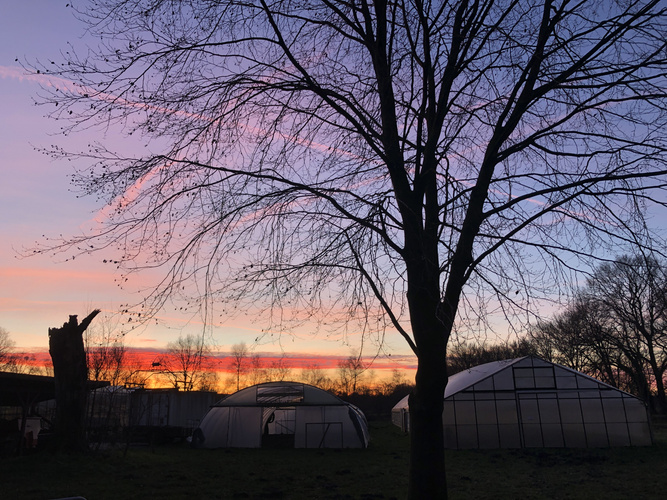 Morgenrot