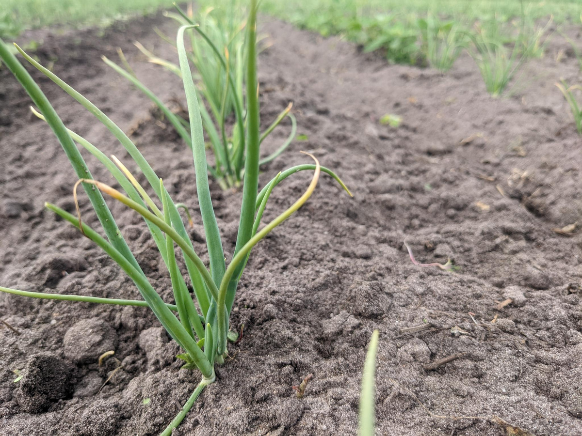Die kleinen Zwiebeln sind schon etwas gewachsen, aber die gelben Spitzen zeigen, dass die Pflanzen Stress haben.