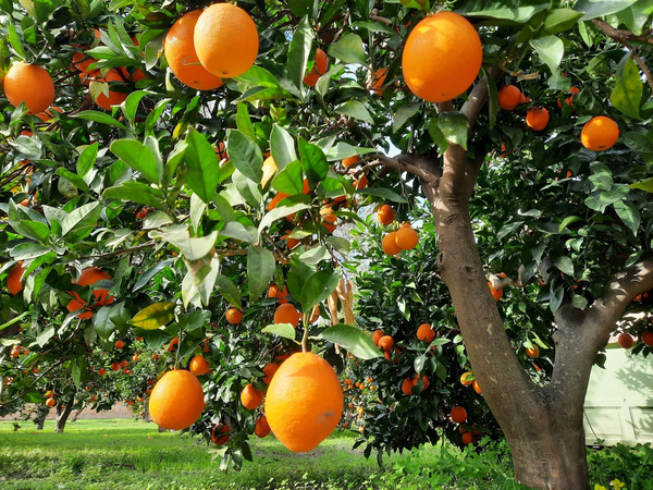 Orangen