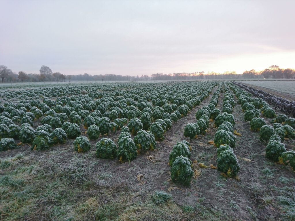 Unser Grünkohlacker - Ganz sicher mit Frost