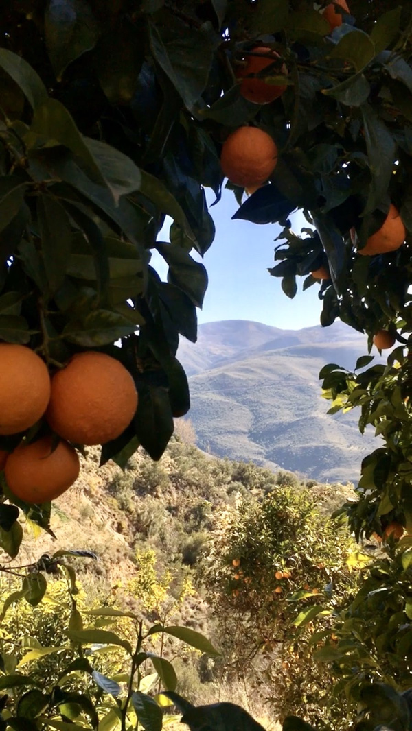 Orangen