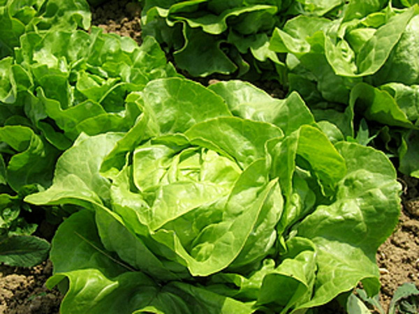 Produktfoto zu Salat (div. Sorten)