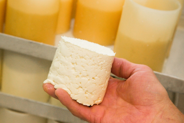 KI generiert: Eine Hand hält einen frischen, weißen Käselaib. Im Hintergrund sind Käseschimmel sichtbar.