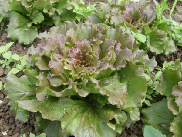 Produktfoto zu Bataviasalat, rot