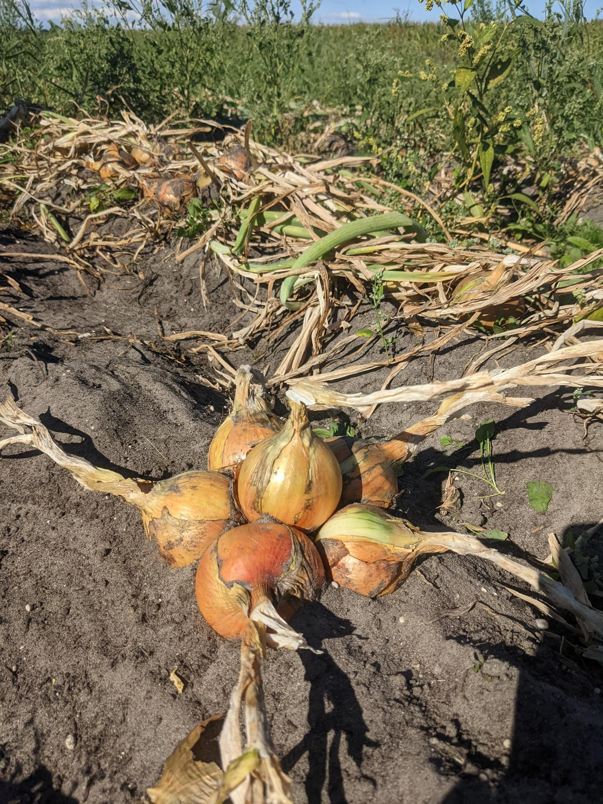Die Zwiebeln liegen Erntebereit auf dem Acker.