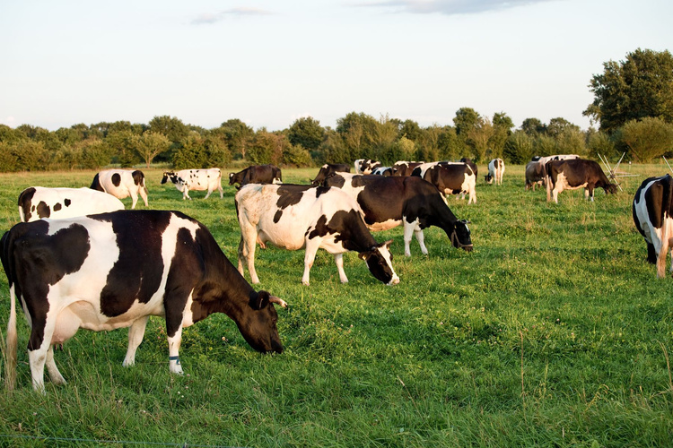 ... diesmal ohne aktuelle Fotos - ich hab eins aus meinem Fundus genommen ;-))
