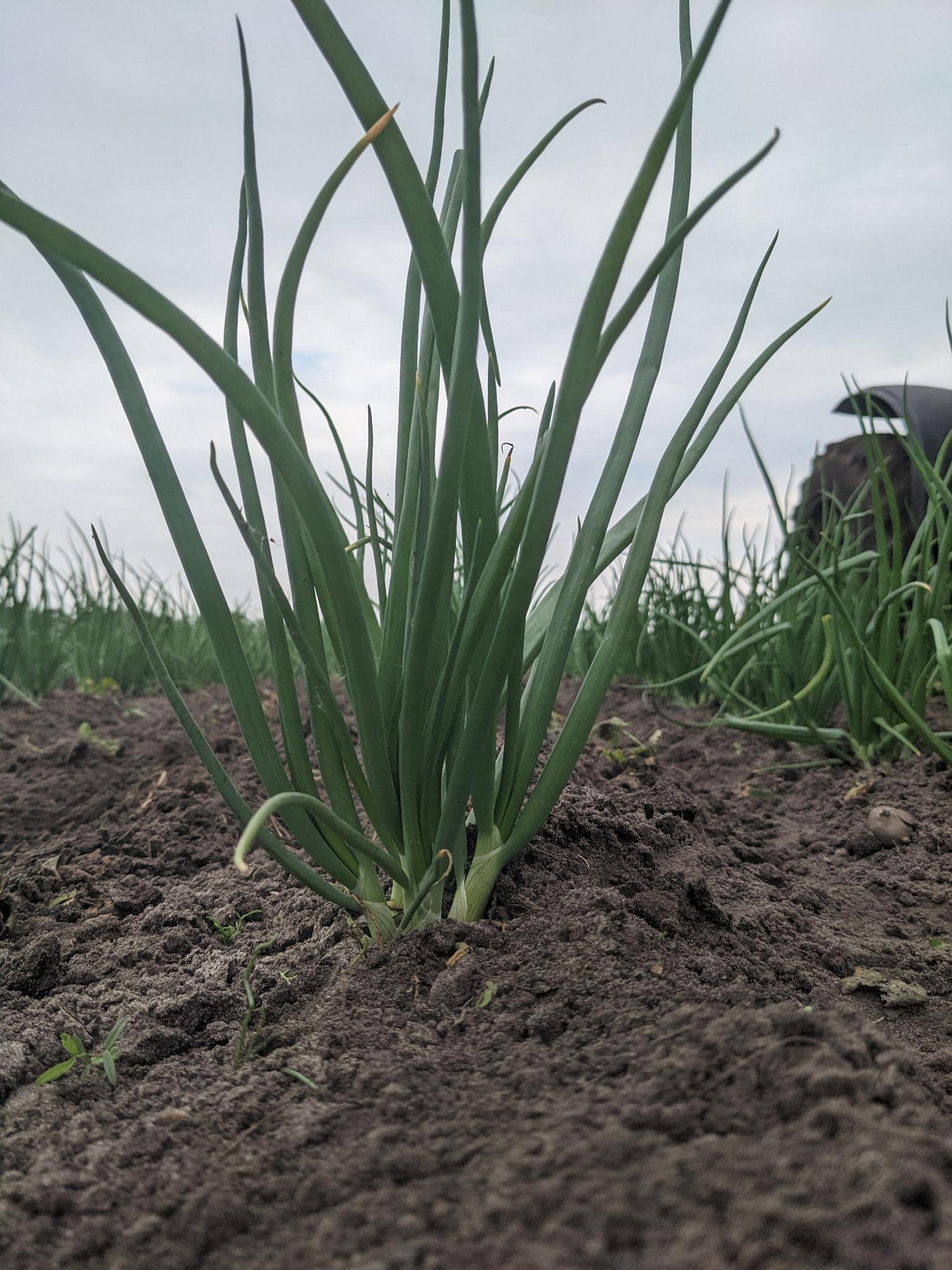 Schick gejätet und gehackt ! Das waren viele Stunden Arbeit.