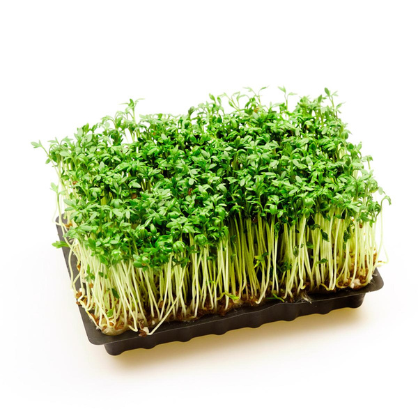 Produktfoto zu Kresse im Schälchen