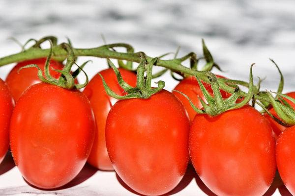 Produktfoto zu Tomaten - Cherrystrauch