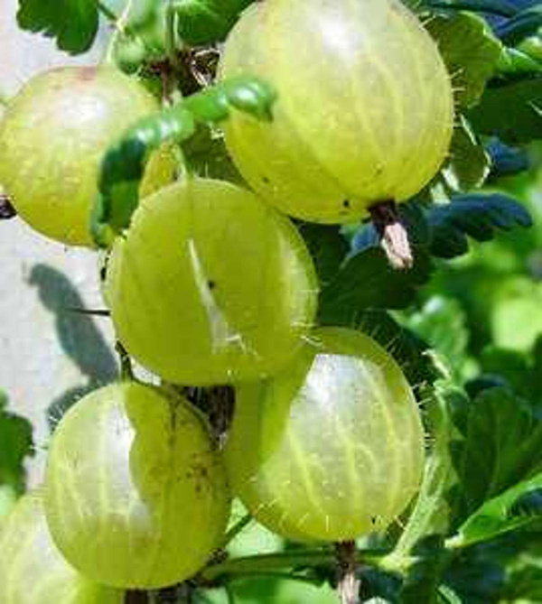 Produktfoto zu Stachelbeeren grün 250g