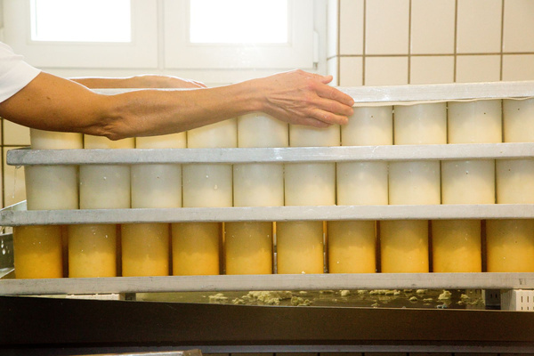 KI generiert: Mehrere Reihen von Käselaiben in Formen, die von Händen gehalten werden.