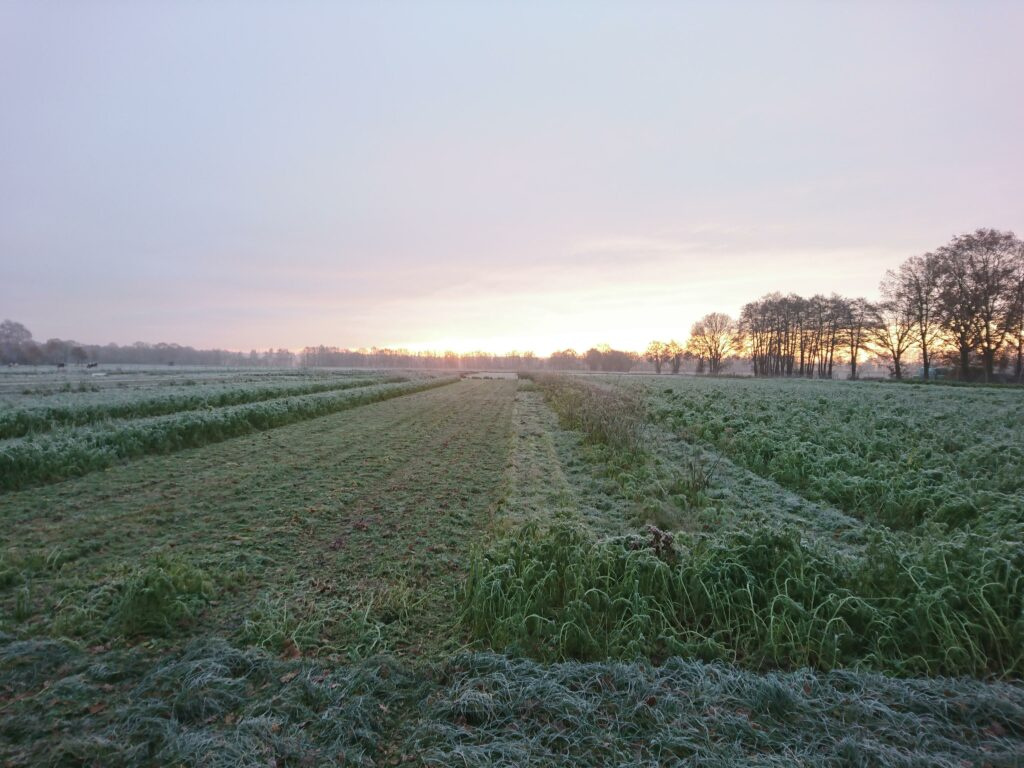 Winter auf dem Clausenacker - Alle freien Beete werden bei uns mit einer Gründüngung bedeckt