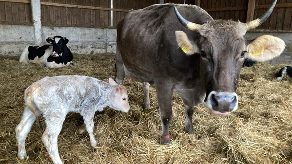 Unsere Braunvieh-Kuh Malve mit ihrem Kälbchen kurz nach der Geburt
