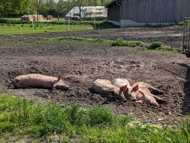 Schweine
