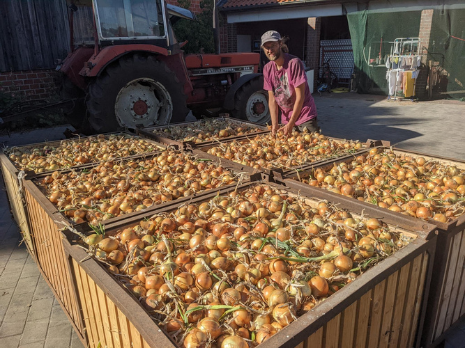 Glückliches Ende ! Die ersten Kisten sind eingefahren ! Manuel begutachtet die Ernte.