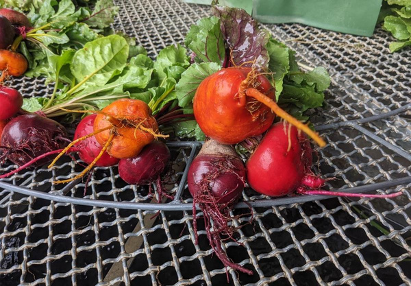 Produktfoto zu Bunte Bete Bunde