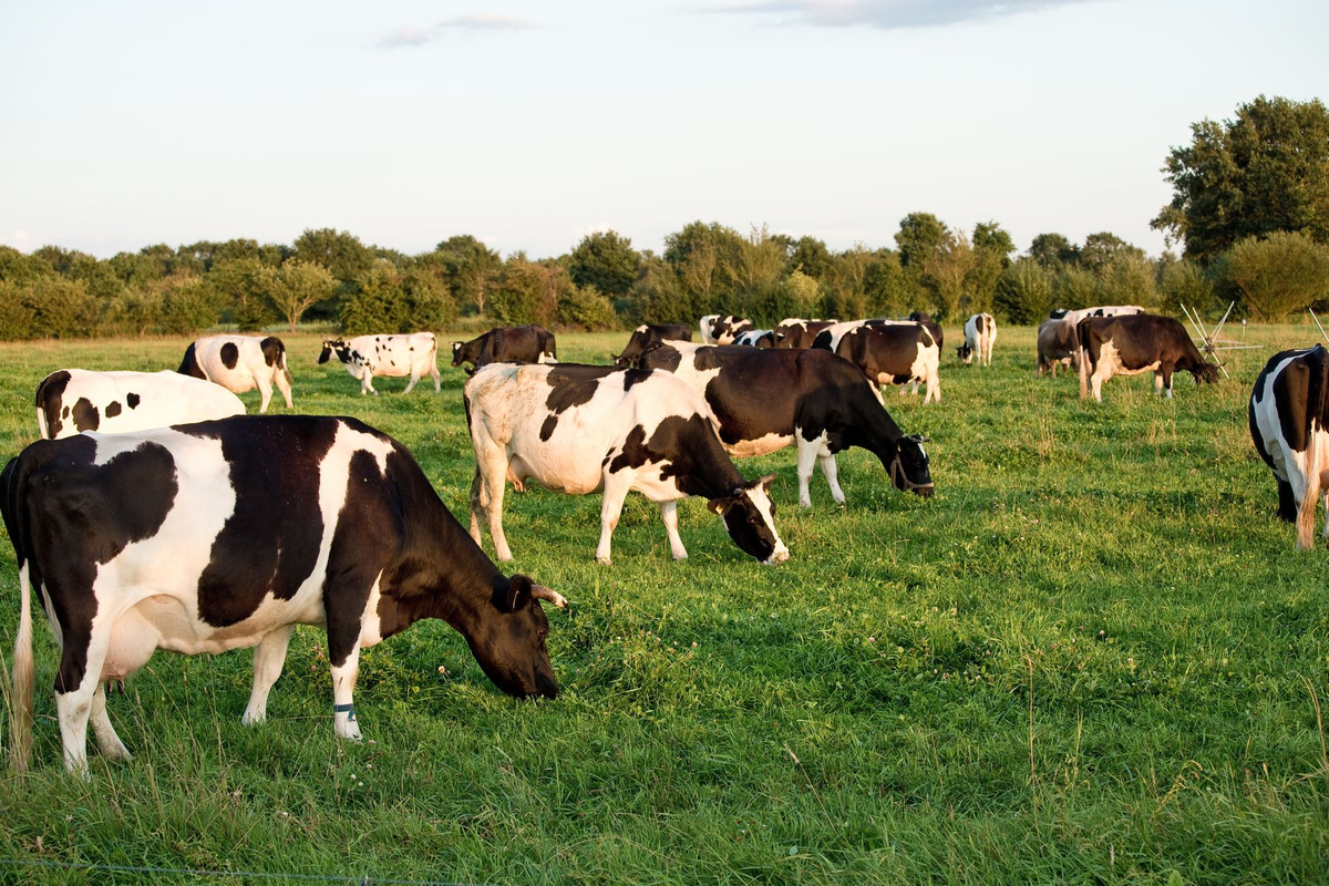 Endlich Regen und Stall-Führung mit Sebastian