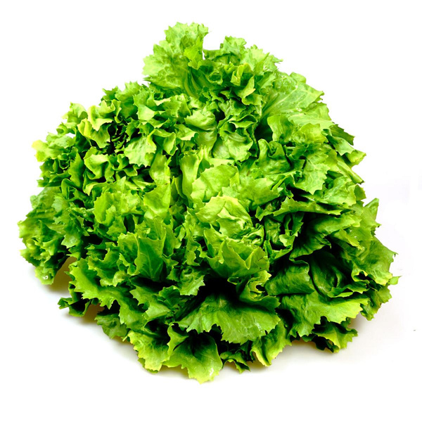 Produktfoto zu Bataviasalat, grün