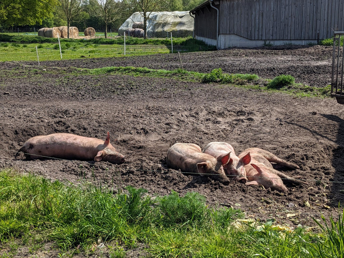 Schweine