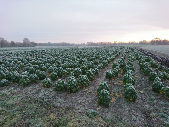 Unser Grünkohlacker - Ganz sicher mit Frost