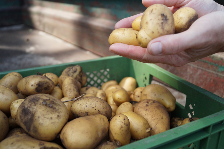 Kartoffeln