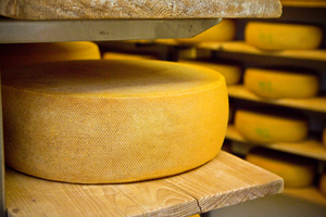 KI generiert: Ein großer Käselaib auf einem Holzregal in einem Reiferaum.