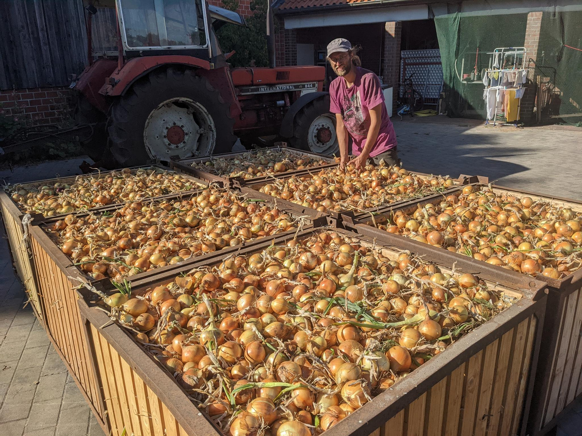 Glückliches Ende ! Die ersten Kisten sind eingefahren ! Manuel begutachtet die Ernte.