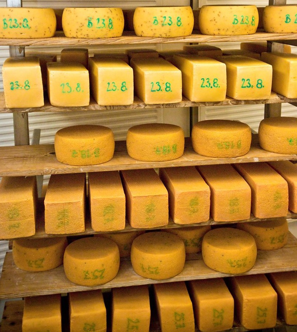 KI generiert: Laibe und Blöcke von gelbem Käse, teils mit der Aufschrift "23.8" auf Holzregalen.