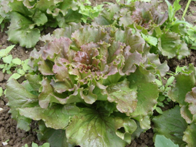 Produktfoto zu Bataviasalat, rot