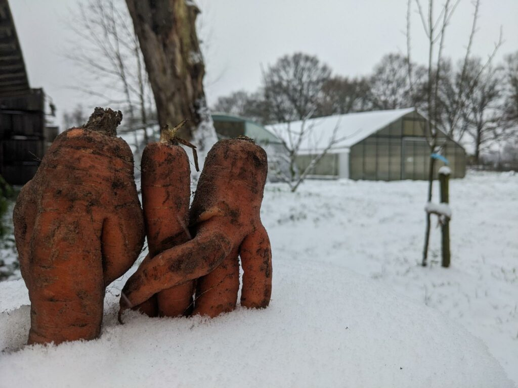 Die eine oder andere lustige Möhre verschönert doch den Arbeitsalltag im Winter
