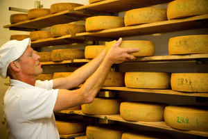 KI generiert: Ein Mann stapelt Käselaibe in einem Lagerraum.