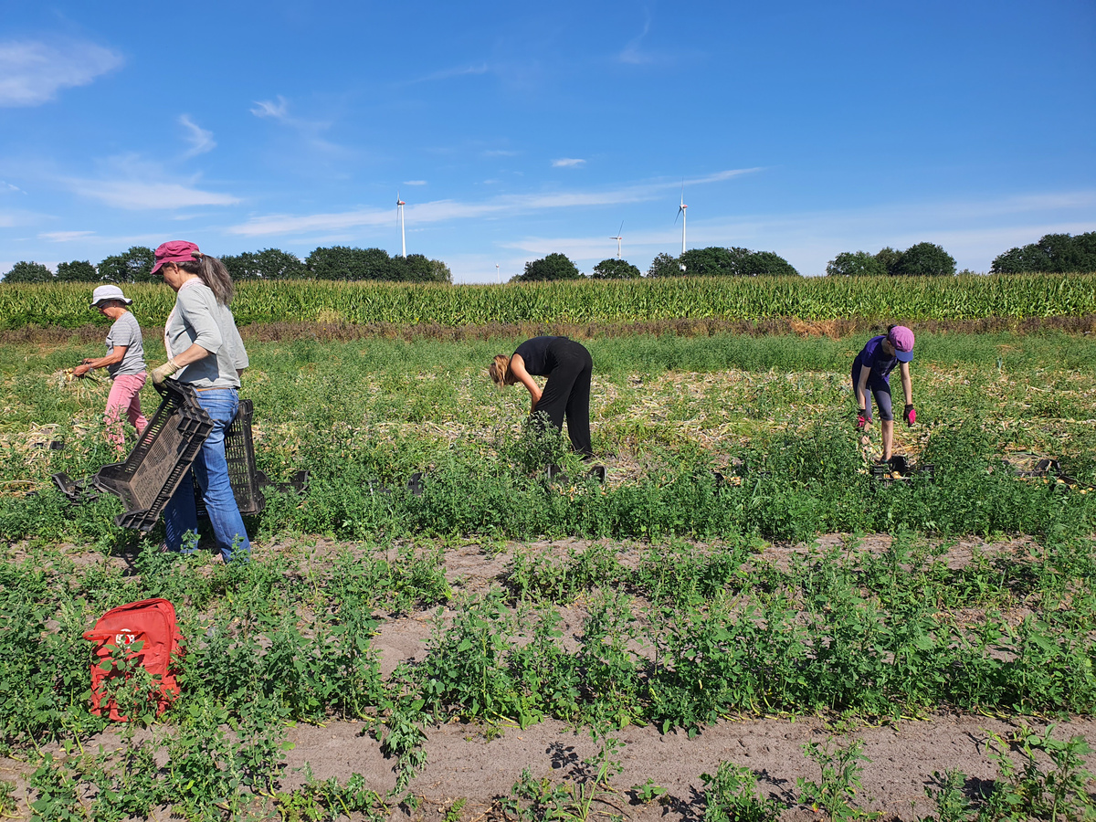 Hofgemeinschaft Grummersort. Ute, Jorina, und Jana mit Nika haben fleißig bei der Zwiebelernte am 19.08. geholfen