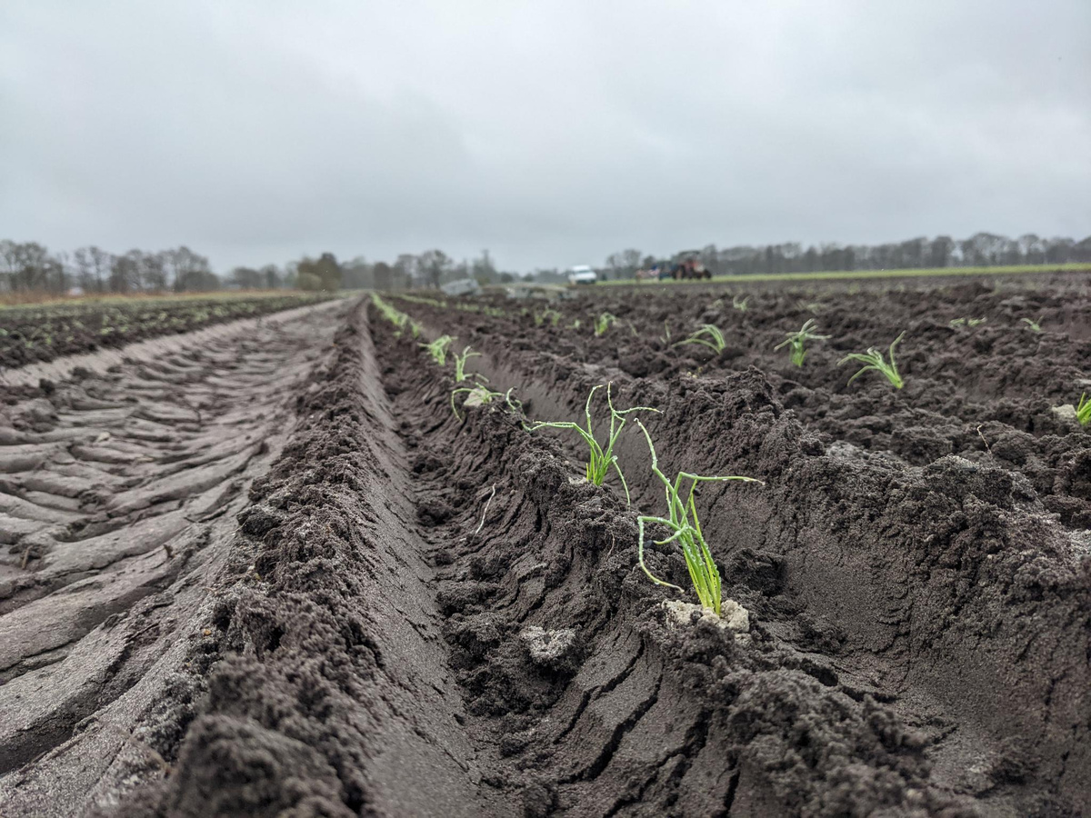 Die kleinen Zwiebeln stehen im kalten Boden (es war fast zu feucht zum Pflanzen !).